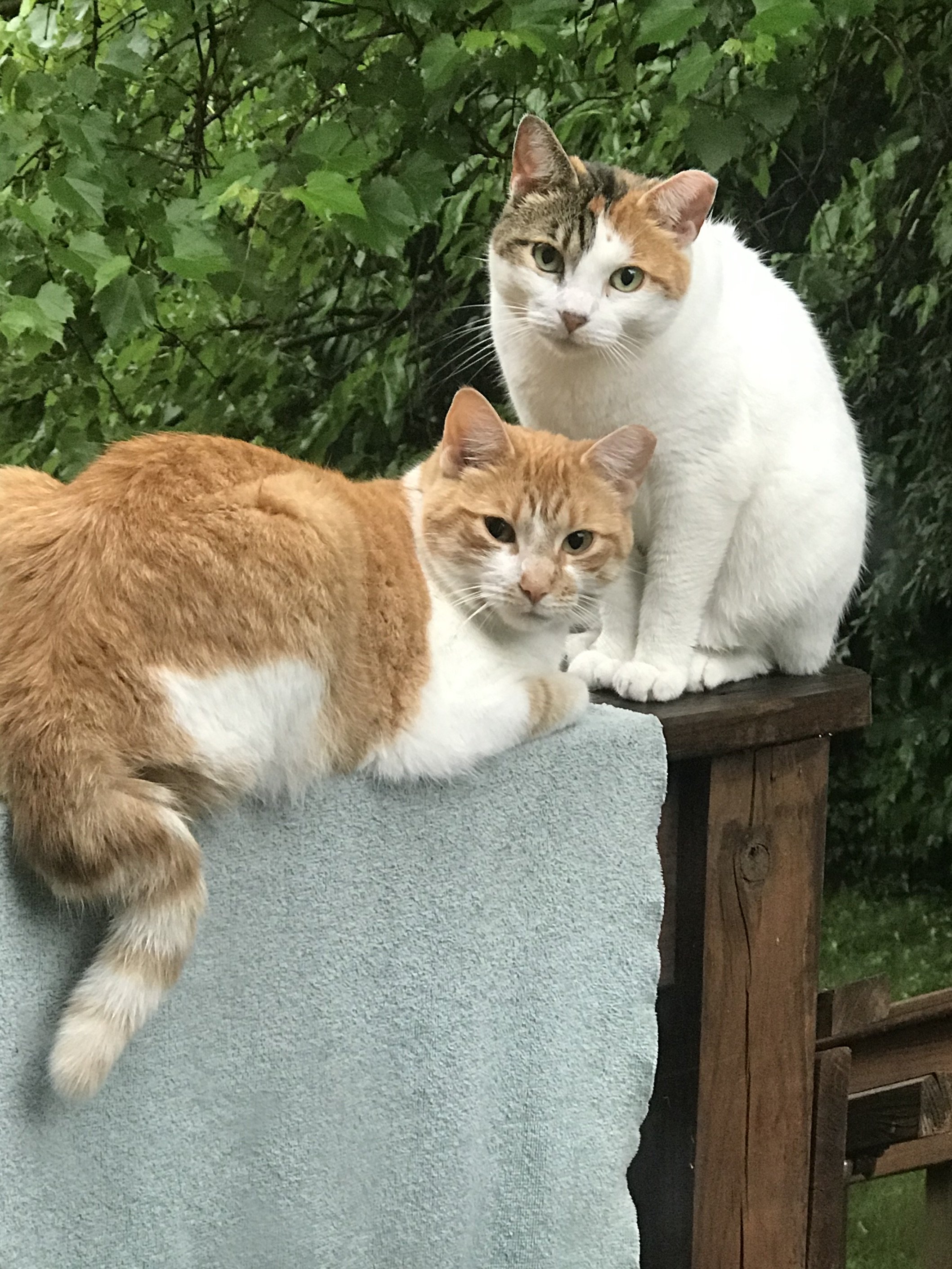 Momma and Daughter Cats on Deck 